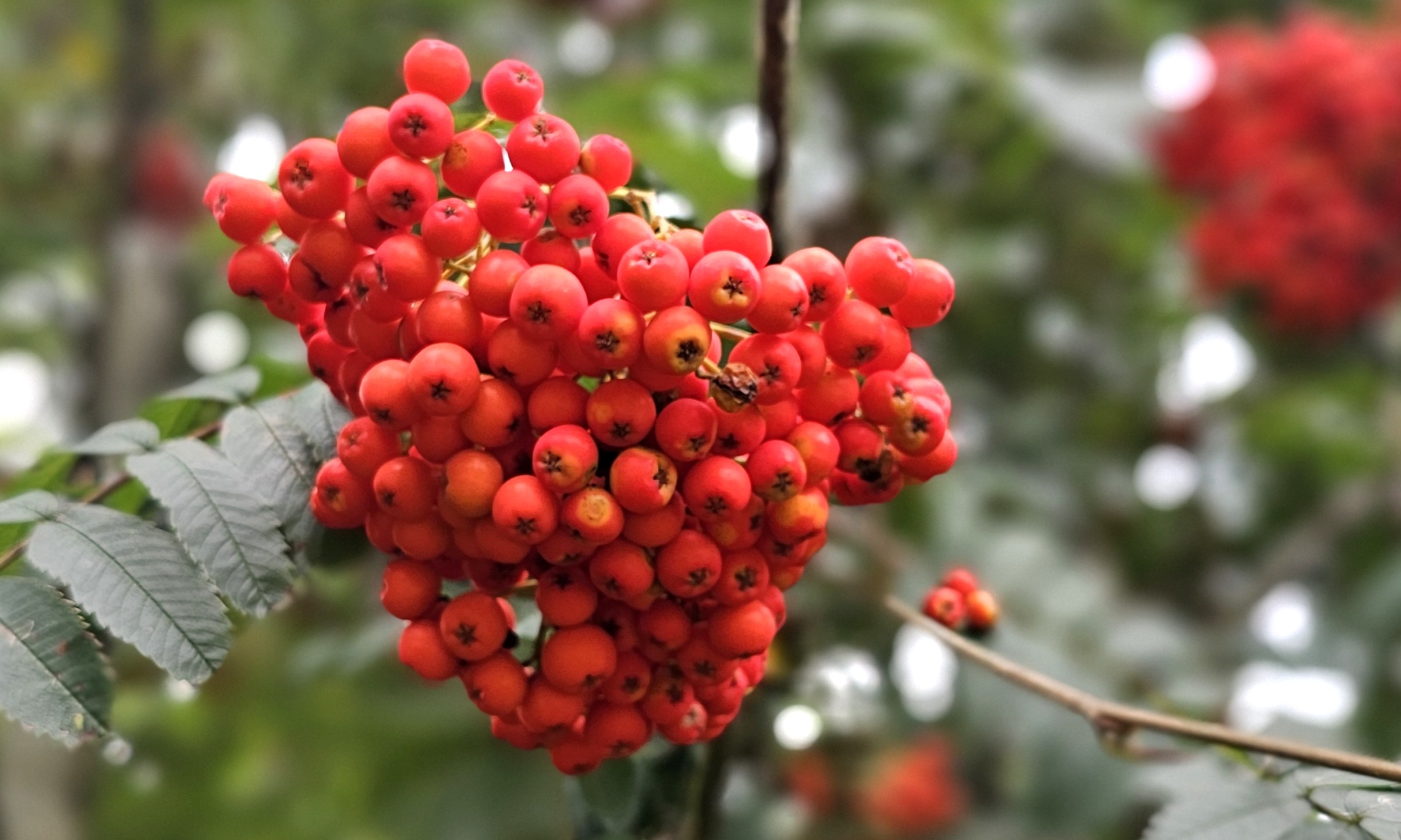 Rowanberry